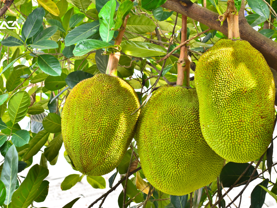 thu-tuc-xuat-khau-mit